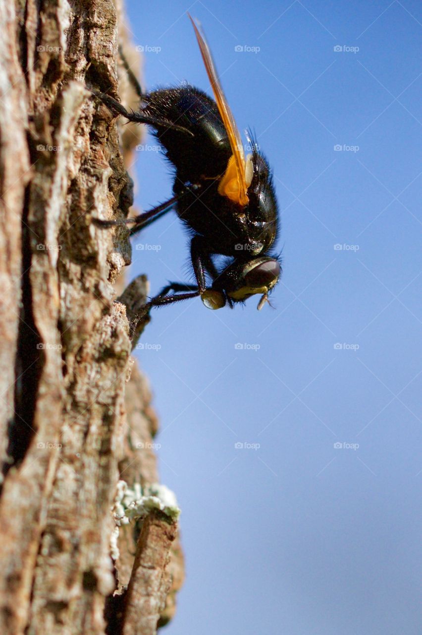 Fly On Tree