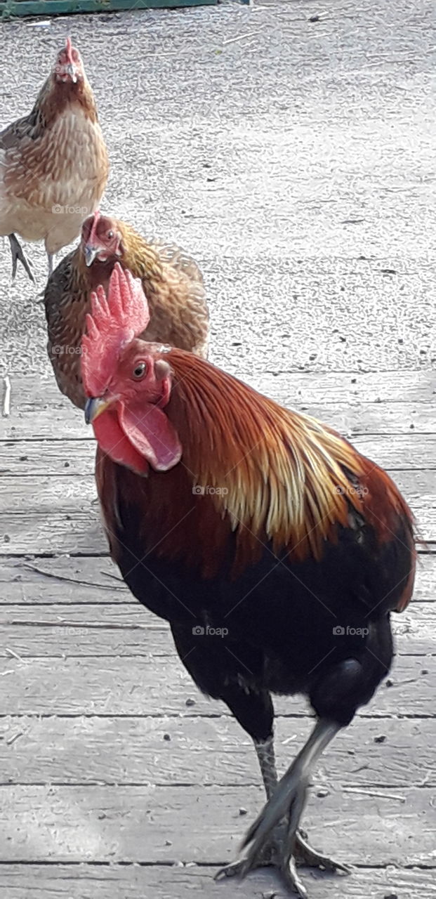 coq
