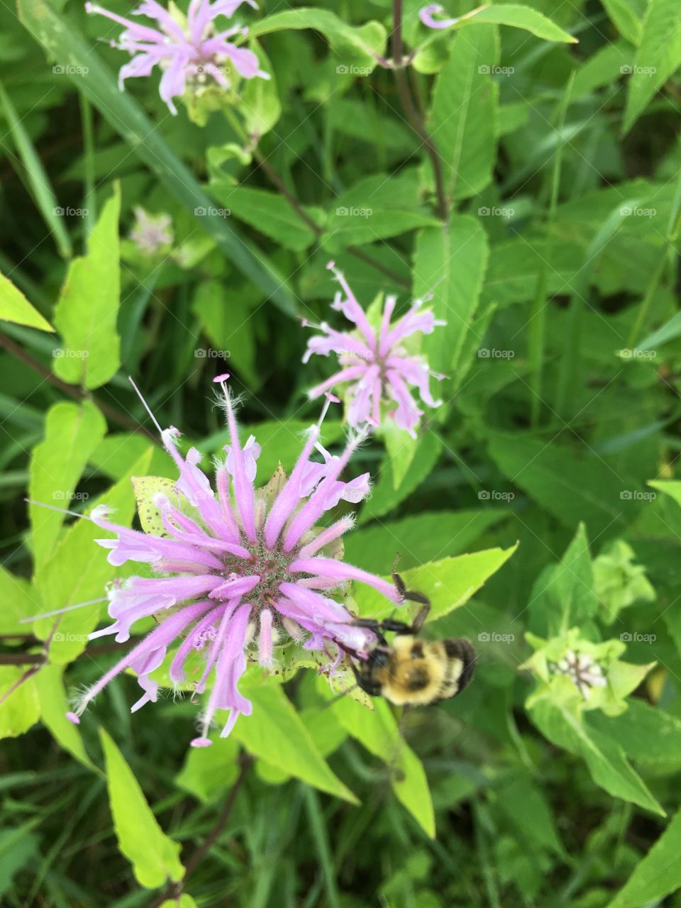 Bee Balm and pollinator 