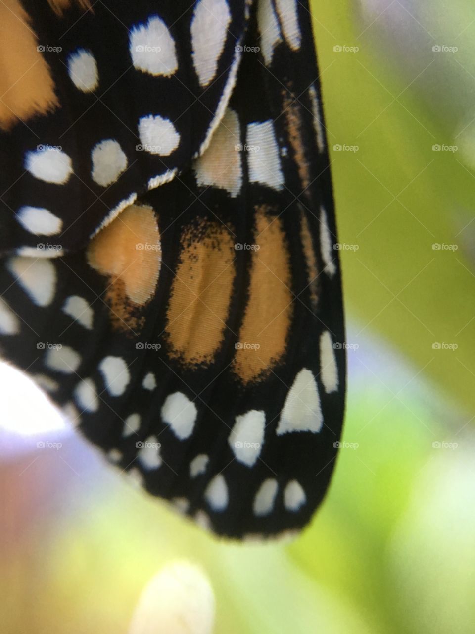 Monarch wing closeup