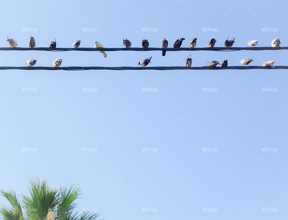Birds in a row 