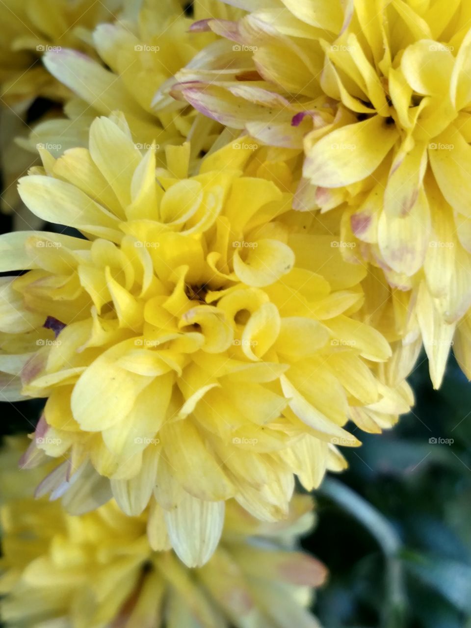 Extreme close up of flowers