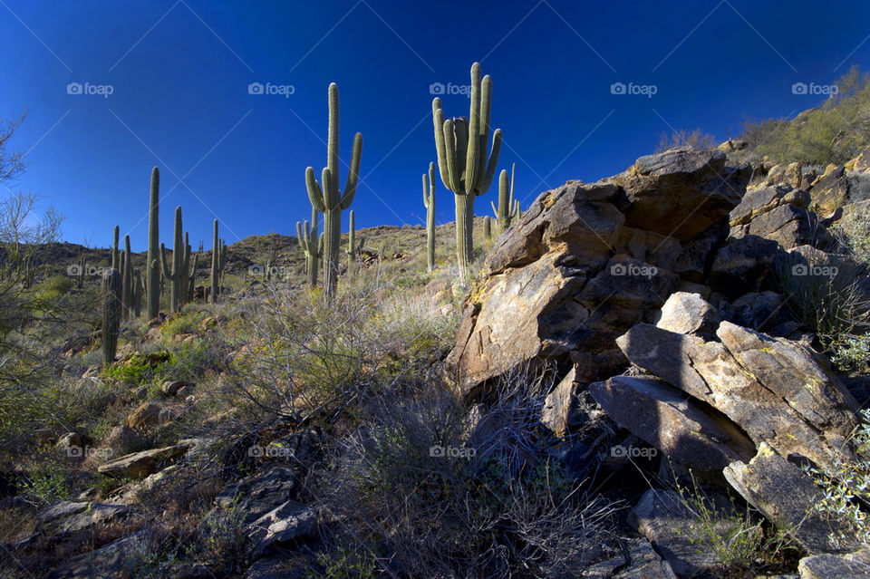 of cactus stand a by arizphotog
