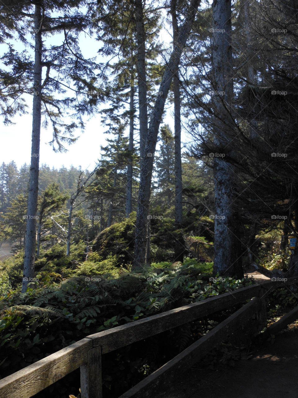 Forest with fence