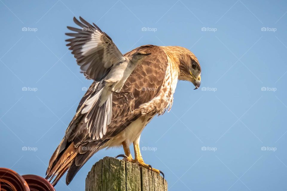 Chaos on the power pole. A territorial Northern Mockingbird dive bombs a Red-tailed Hawk. Raleigh, North Carolina. 