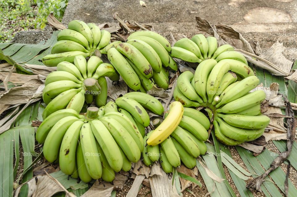 Green Bananas