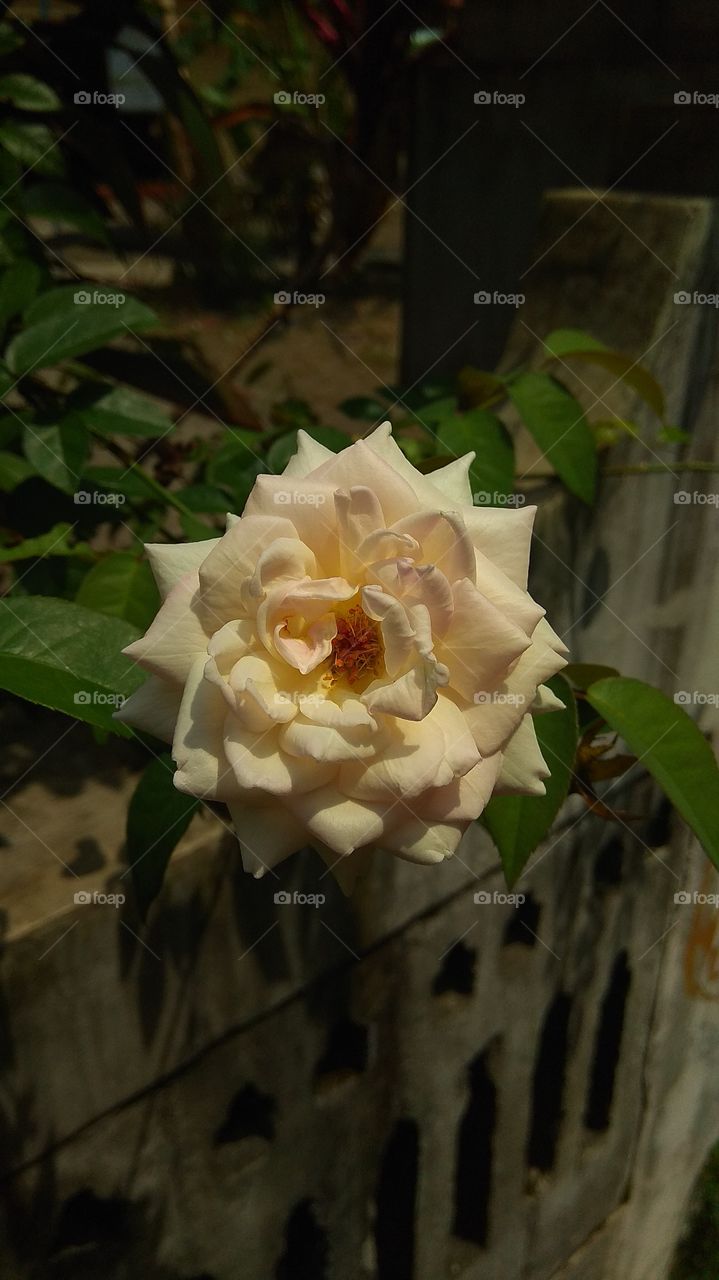 white rose in the morning