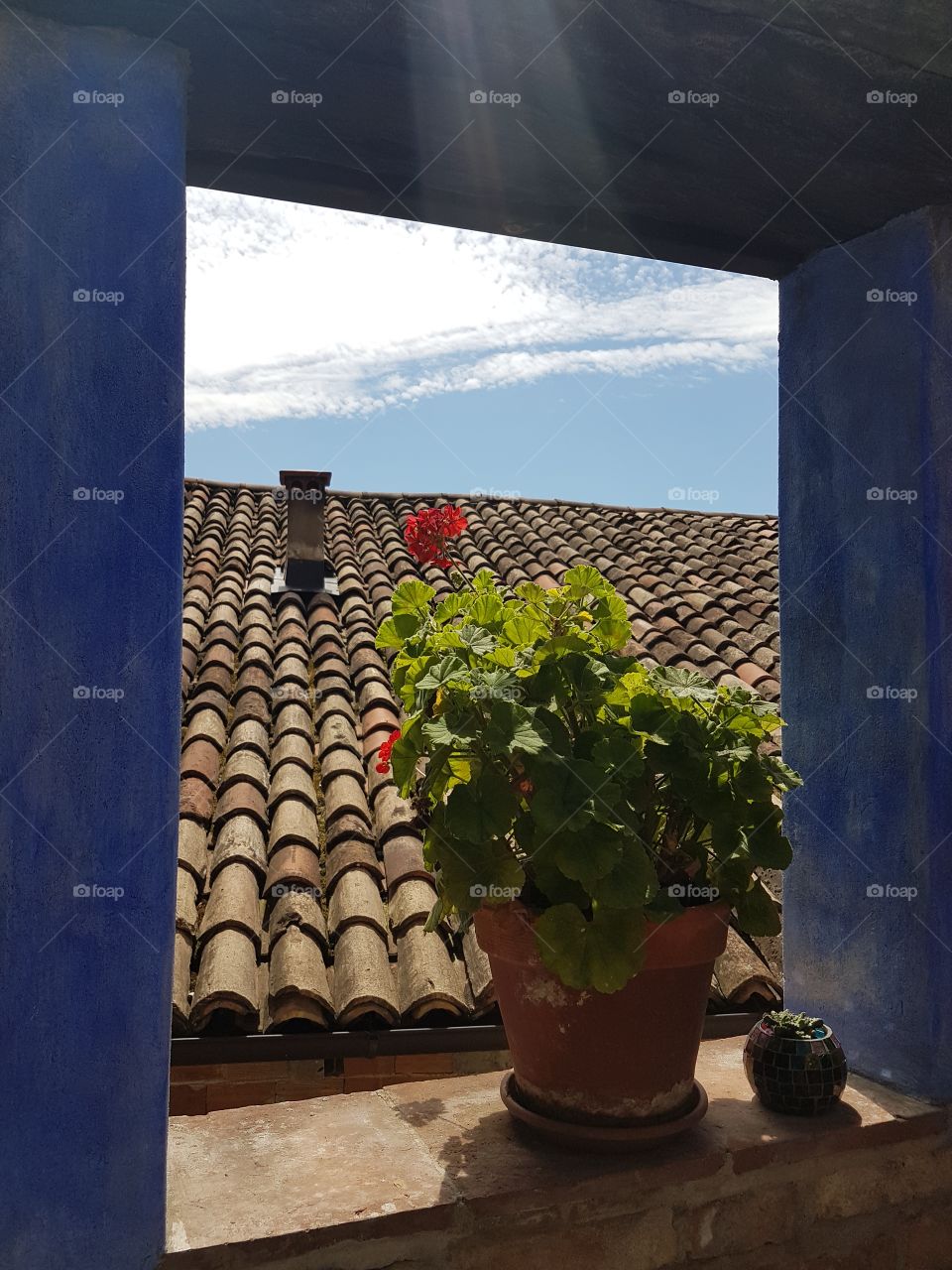 Window with view on the roof and potted flowered plant