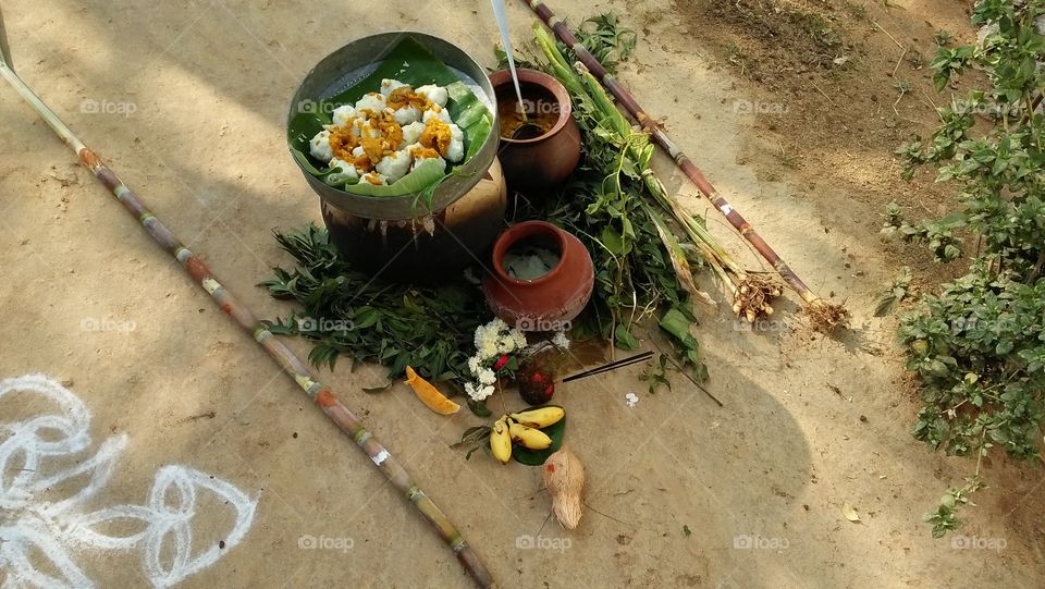 Pongal celebration in tamil culture