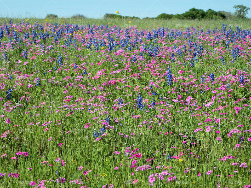 Texas wildflowers