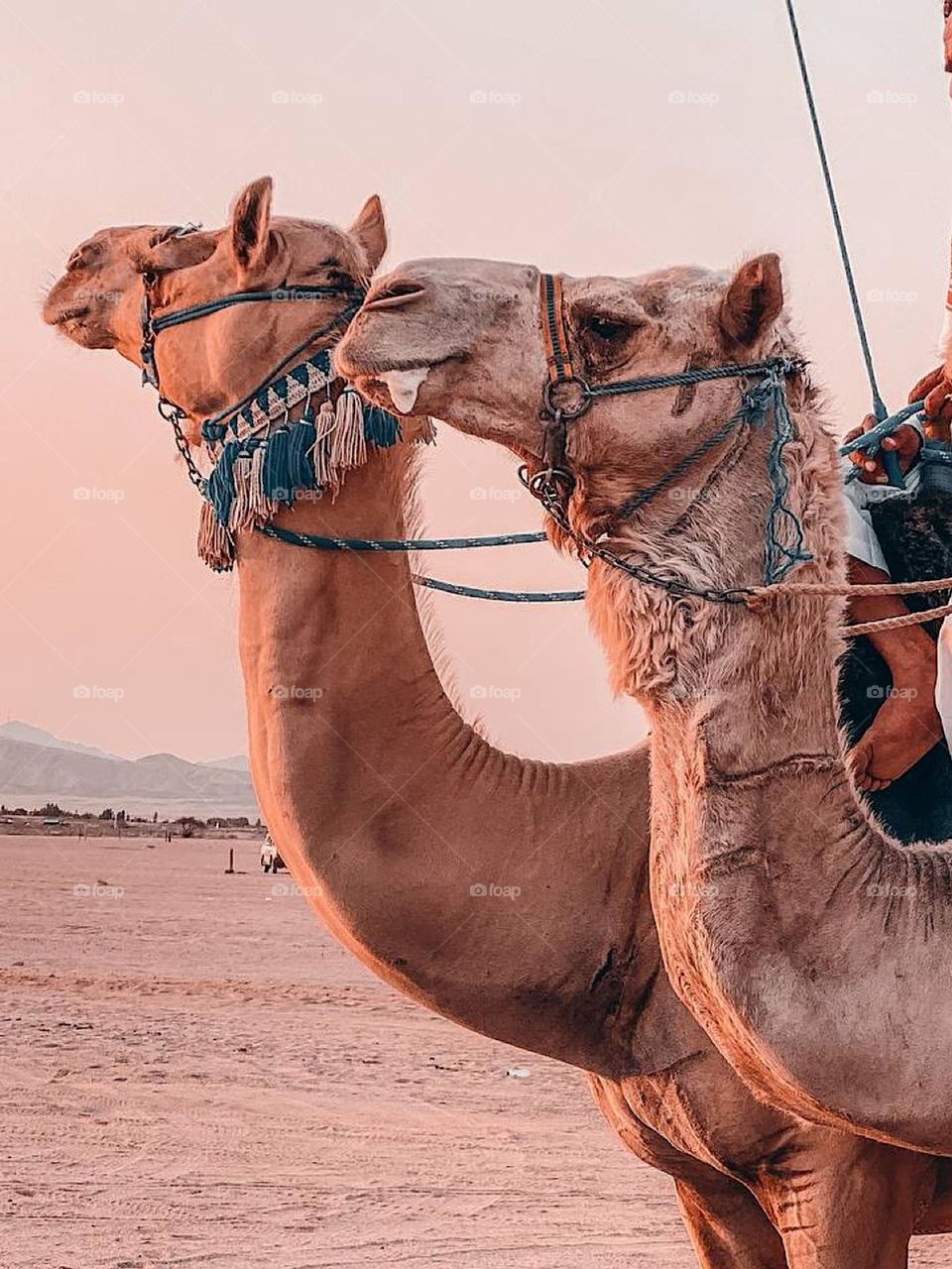 Arabs are still practicing their hobbies and clinging to their heritage in the desert