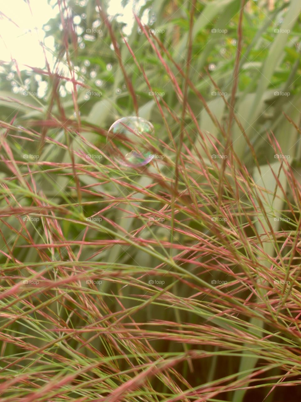 Flora, Nature, Leaf, Color, Closeup