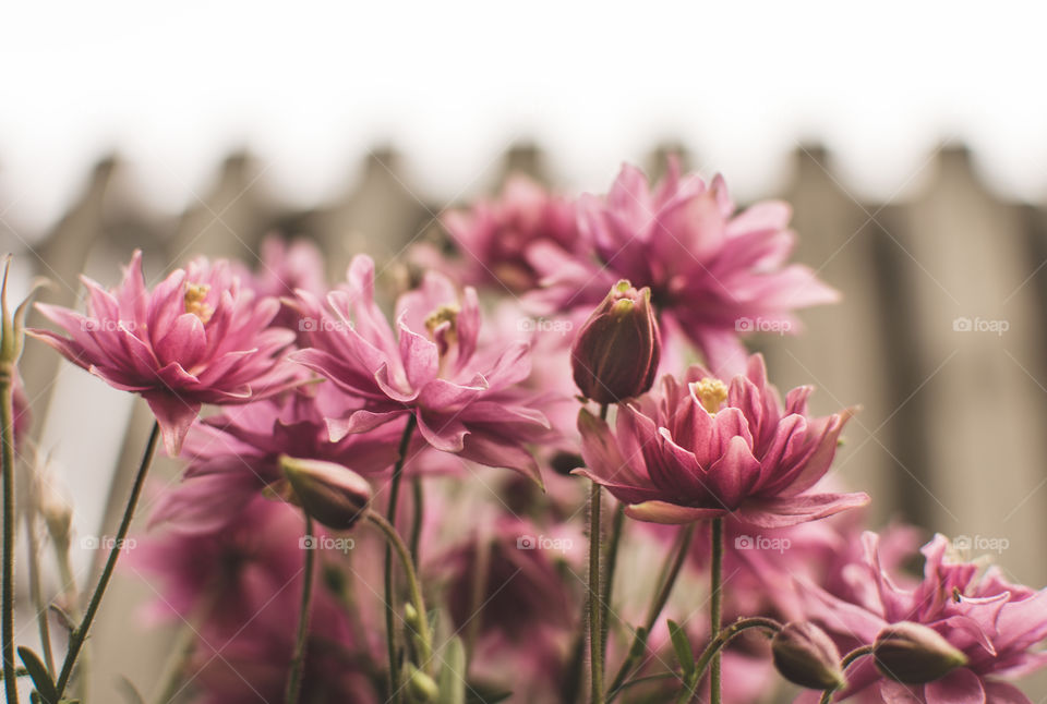 Beautiful low angle capture of pink Columbine buds and blooms against a wood fence out of focus
