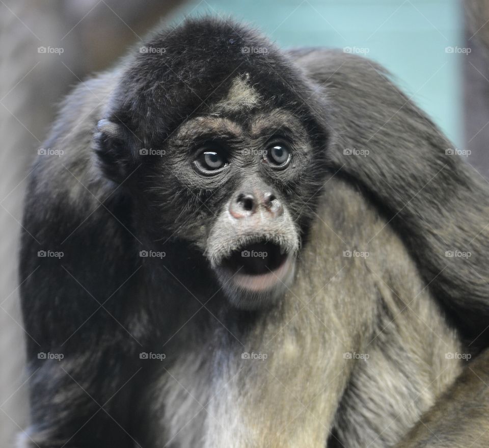 Shocked monkey!