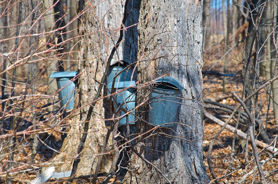 Bucket used to collect sap of maple trees