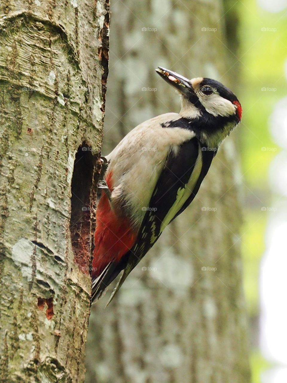 Woodpecker