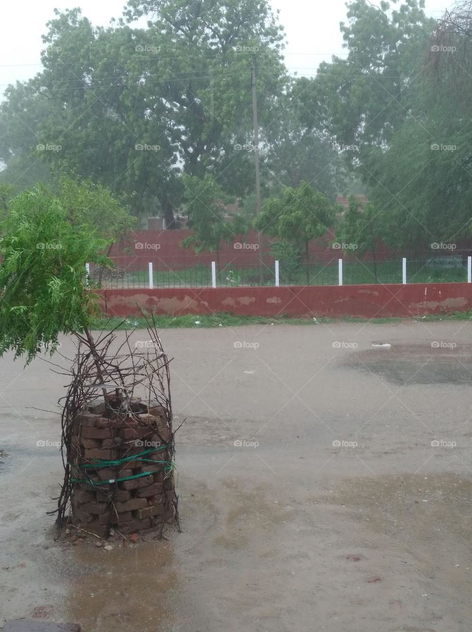 a heavy raining wind blowing very speedily water on the road, plant moving here and there speedily