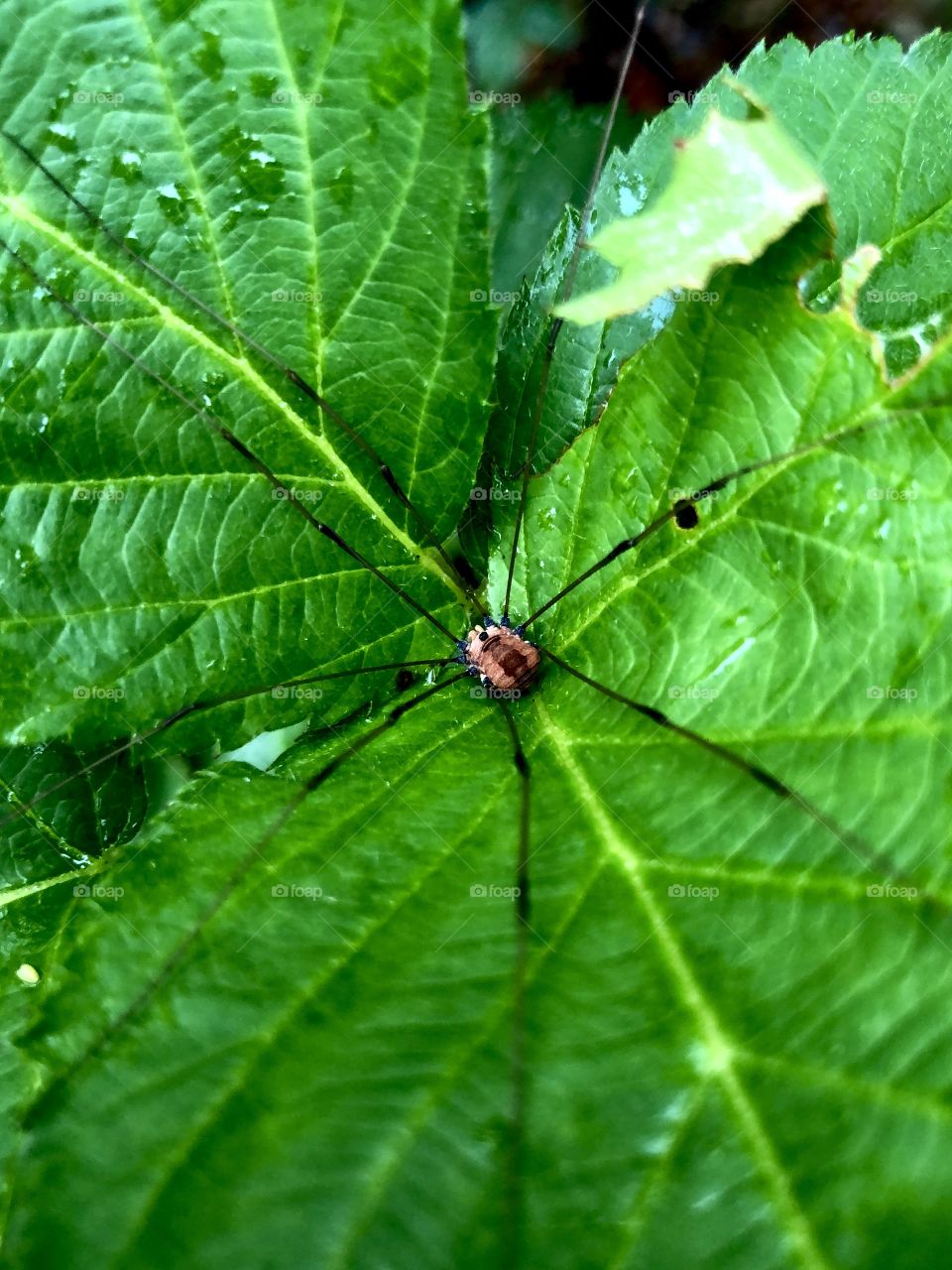 Daddy longlegs spider in center of blackberry leaf