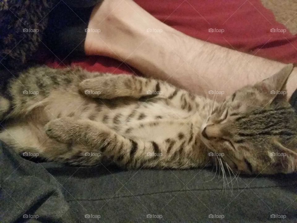 when the kitten wants to cuddle