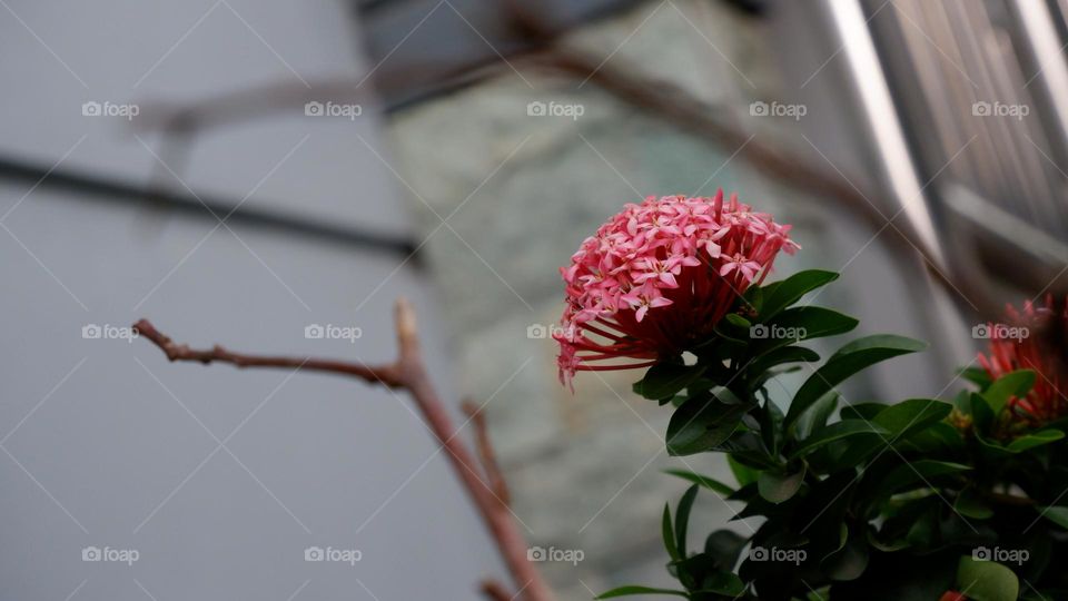 Ixora chinensis, commonly known as Chinese ixora, is a species of plant of the genus Ixora