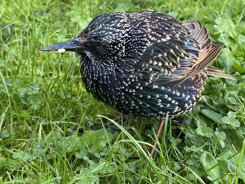 A close up of a starling 
