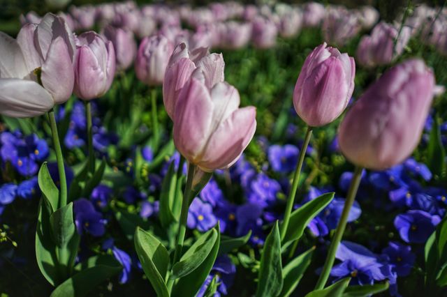Pink tulips