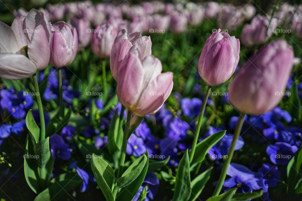 Pink tulips