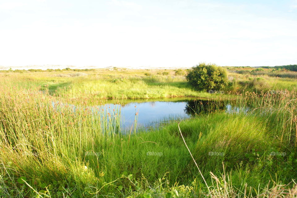 Green landscape