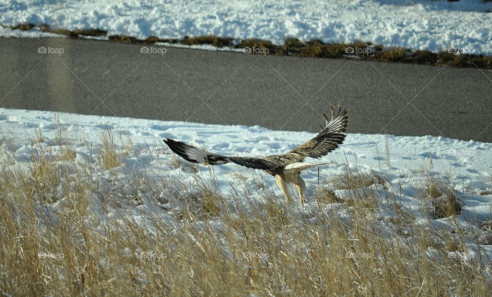 Hawk flying by pathway
