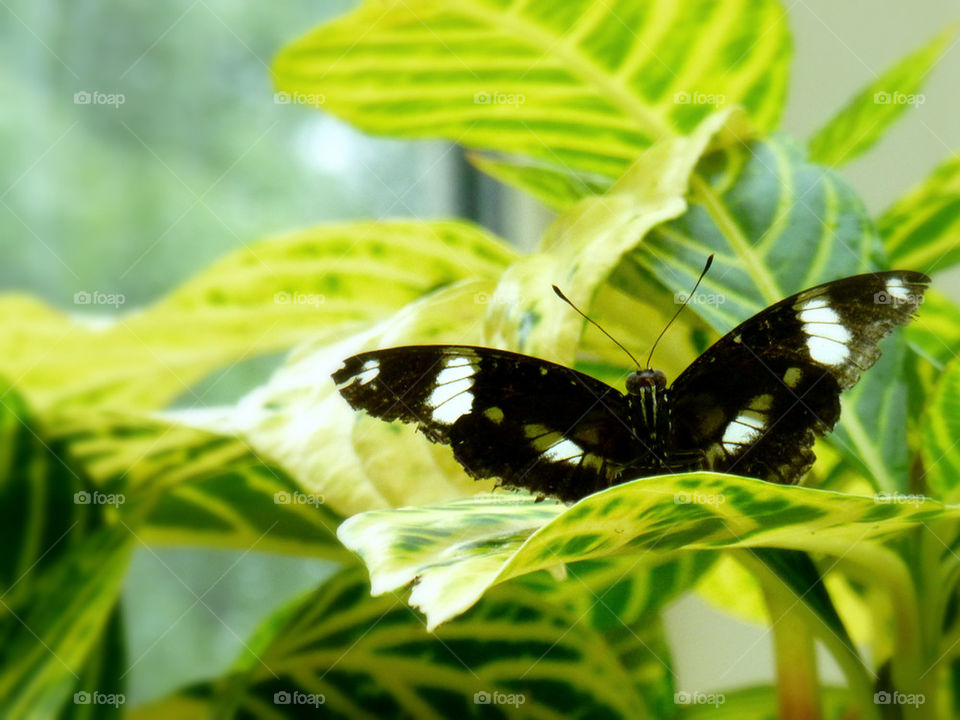 Butterfly beauty!