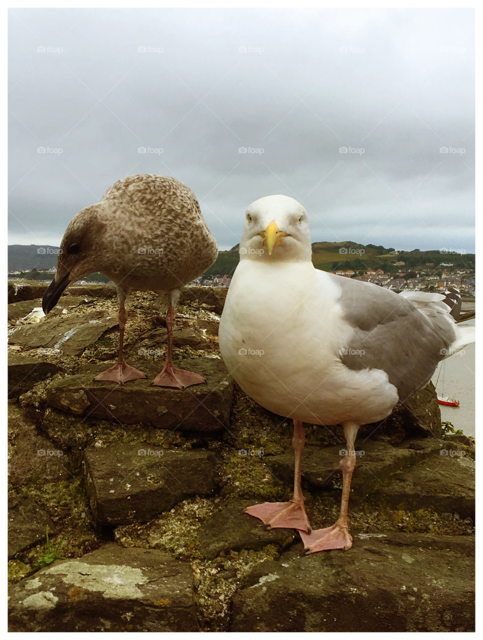 Castle Seagulls