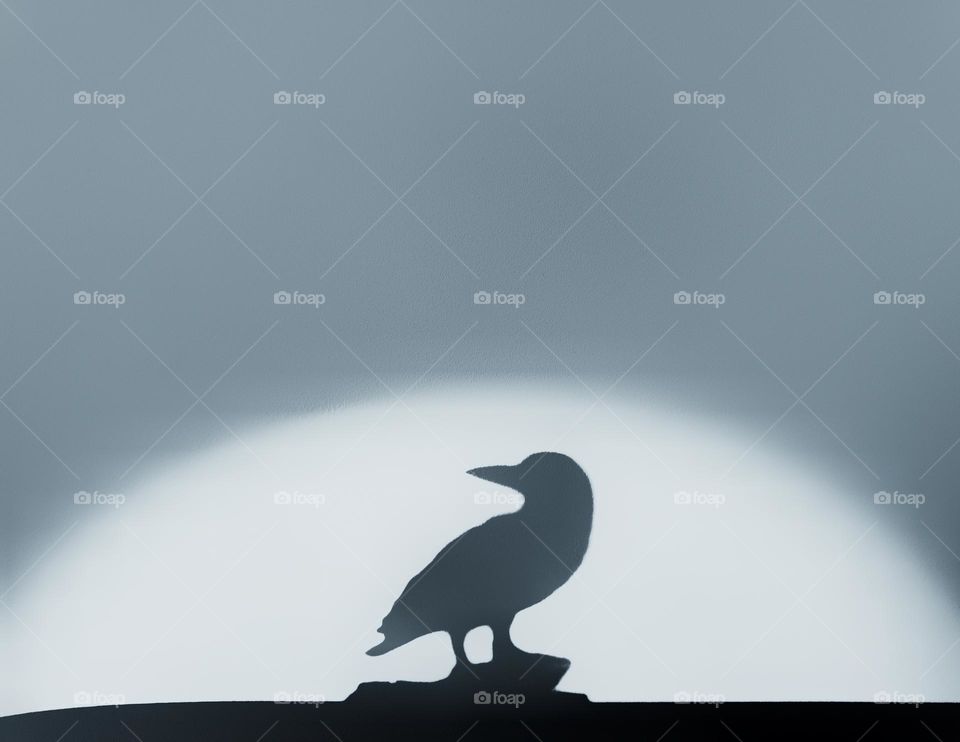 Raven shadow in a pool of light 