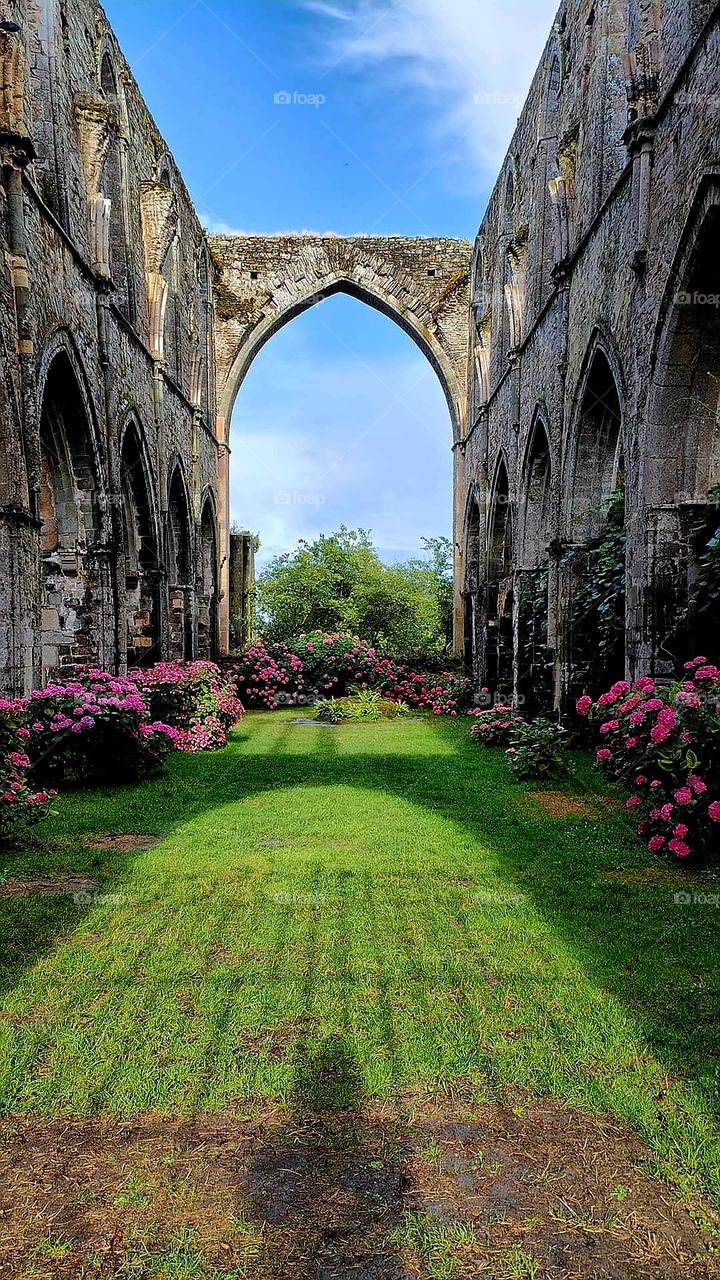 Close up on the ruins of Beauport Abbey in Paimpol where vegetation and hydrangeas have taken up residence