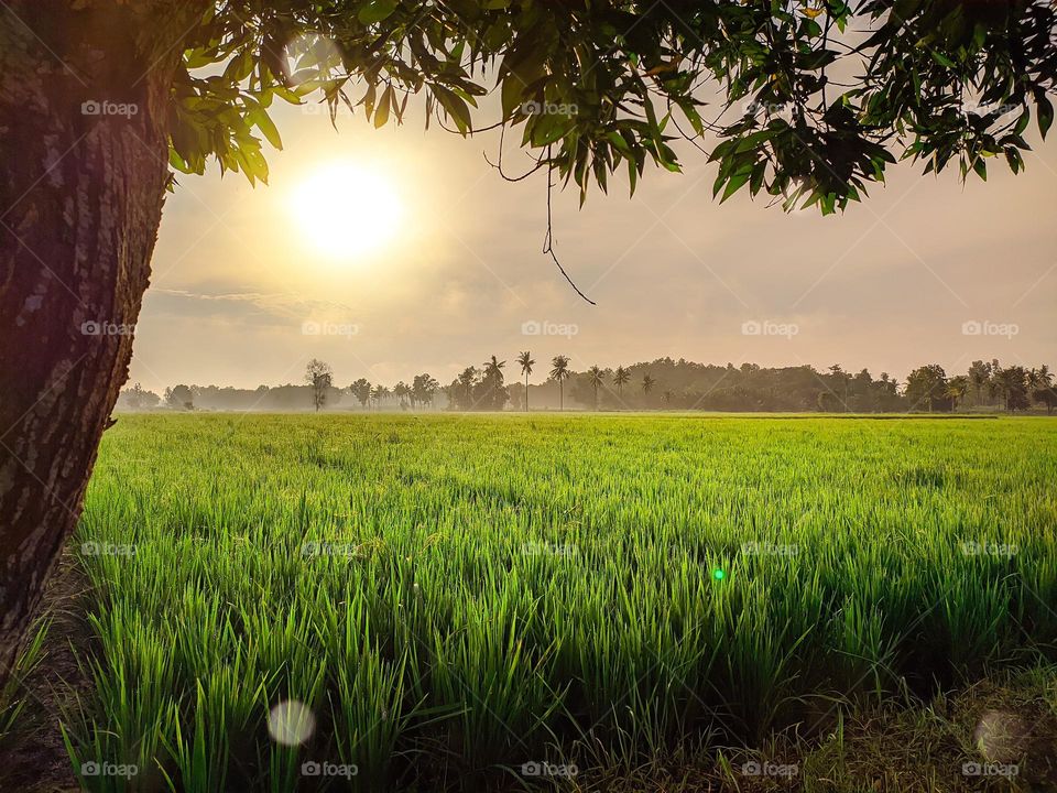 photo of the morning atmosphere in the countryside