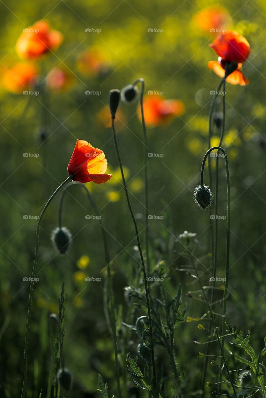 Red poppies