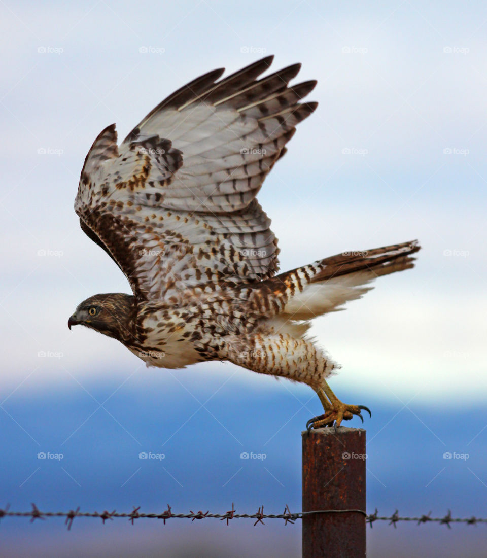 Red-tailed Hawk Taking Flight