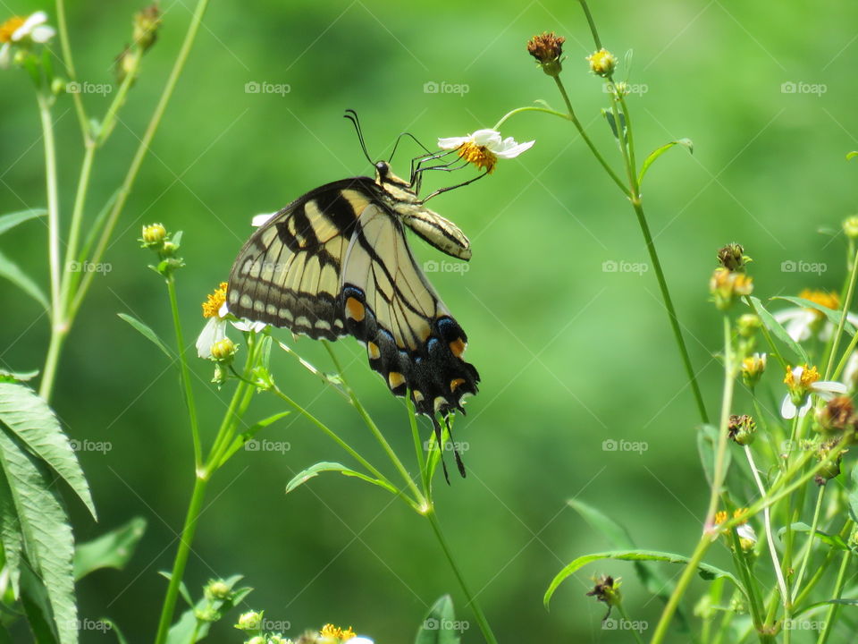 Side view swallowtail