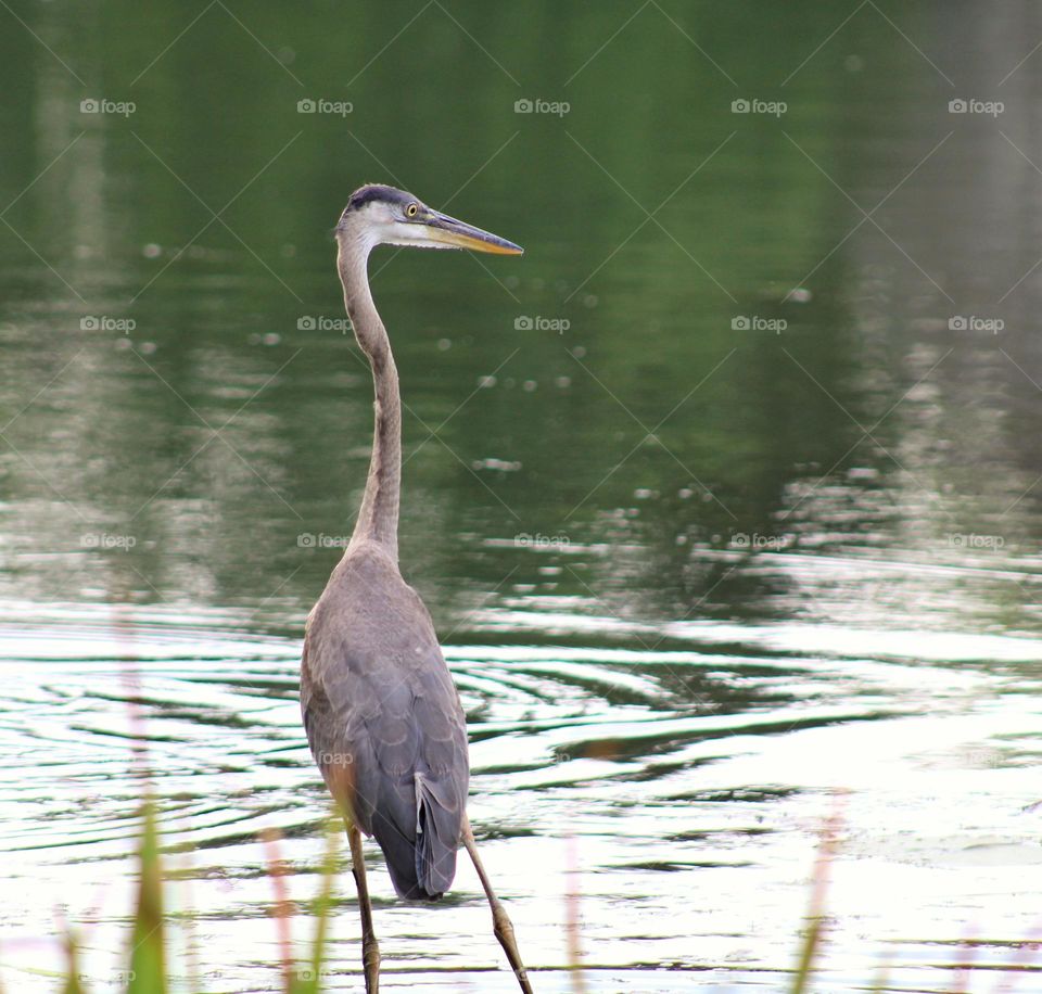 heron on hunt