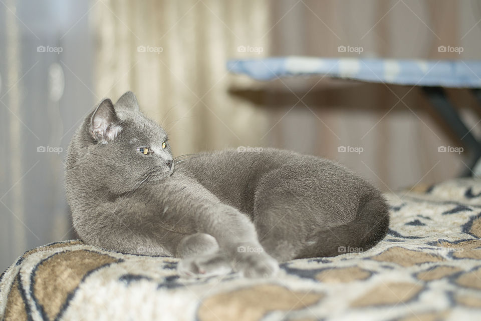 cat resting on a bad