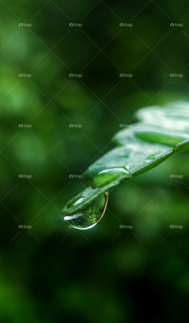 embun pagi yang sangat sejuk