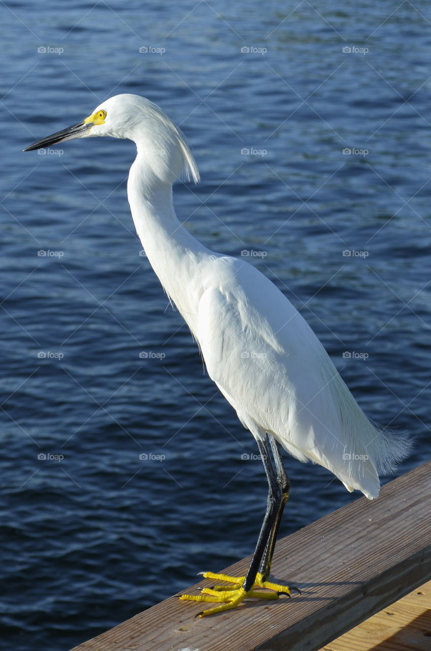 Snowy Egret, Florida