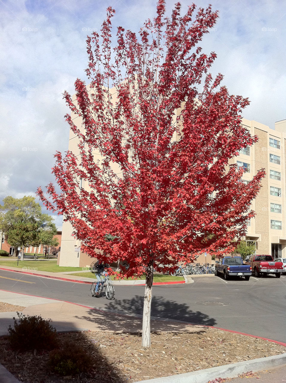 red trees road leaf by sabont