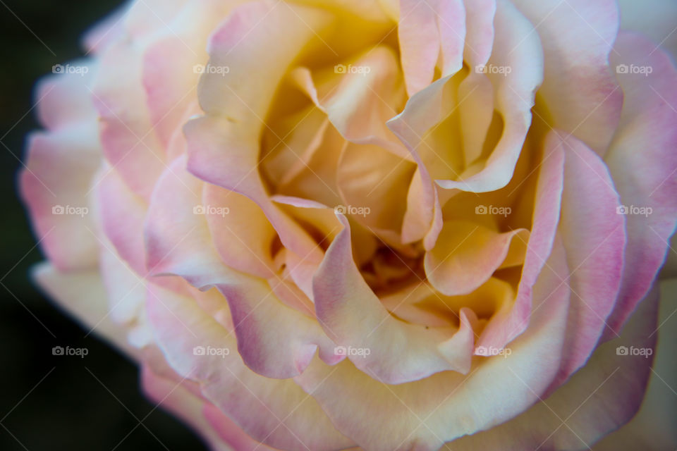 Multicolored rose closeup