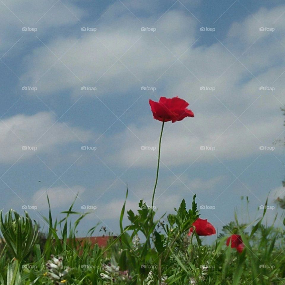 Beautiful redflower embracing foggy sky in Spring.