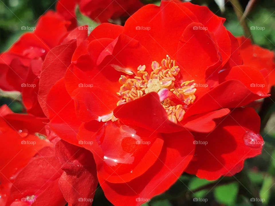 red rose after the rain closeup