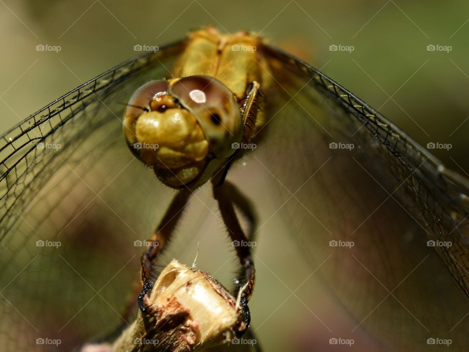 macro of dragonfly