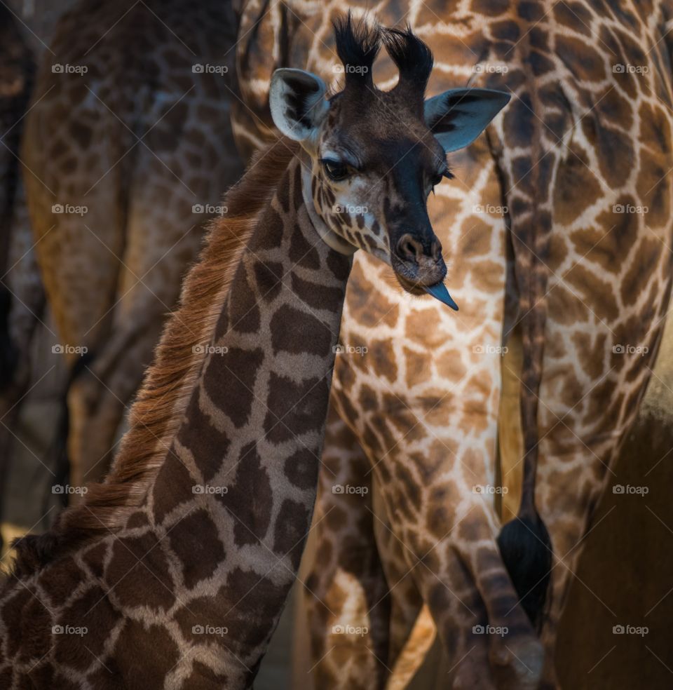 Young giraffe 