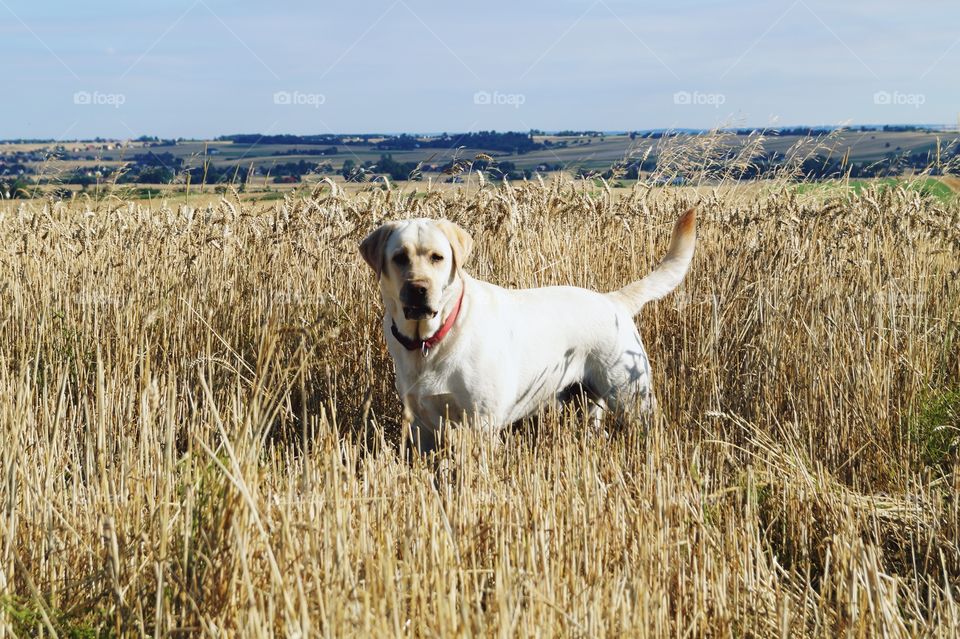 Dog with nature