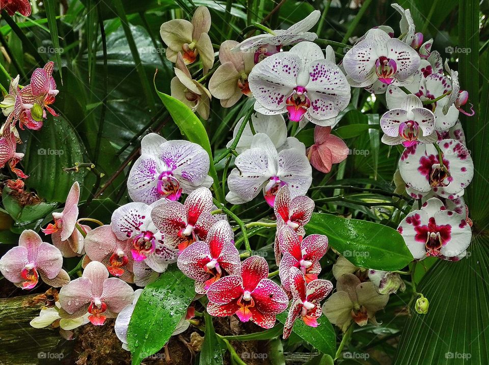 Wild Orchids. Violet Orchids Surrounded By Tropical Foliage
