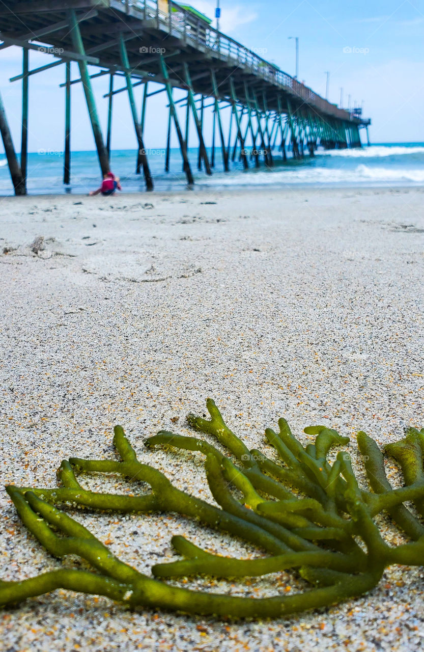 Along the pier is a great place to explore, when you find several pieces of natural beauty.